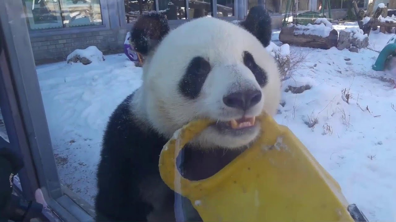 情人节萌兰抱着小车在雪地上翻滚，叼着车来开见面会💘On Valentine's Day, MengLan rolled on the snow happily with the yellow car