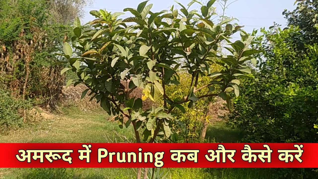 98. अमरूद में Pruning कब और कैसे करें? #guavafarming #pruning 