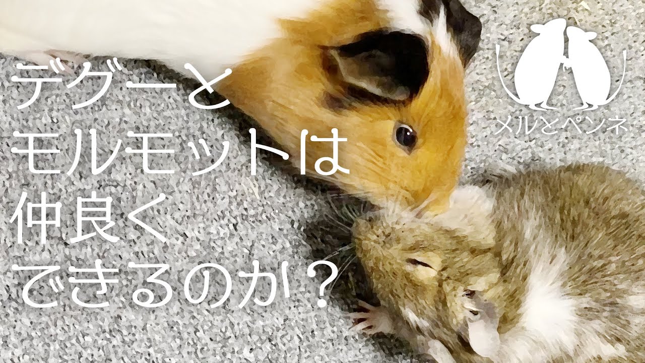 【デグーとモルモット】デグーとモルモットは仲良くできるのか？