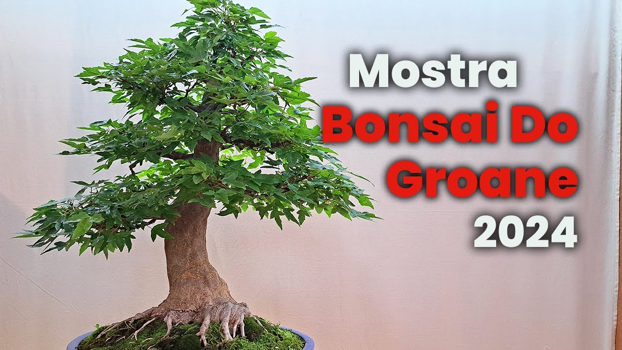 Bonsai Do Groane - Mostra Bonsai e Suiseki 2024