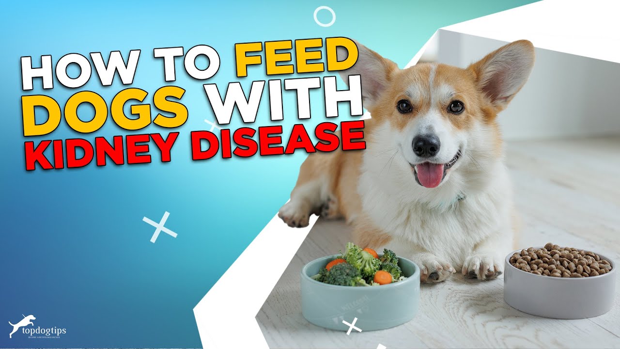 How to Feed Dogs With Kidney Disease: What to Feed and What to Avoid!