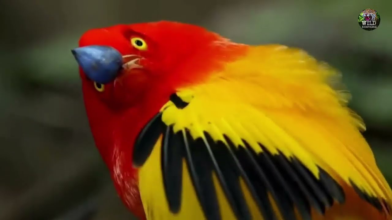 5 Remarkable Artistic Wonders of the Animal Kingdom | Wild Biosphere