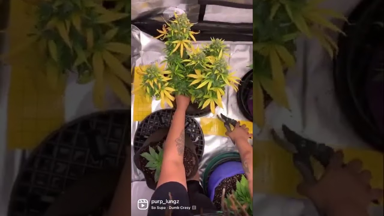 Harvesting Banana Blaze Auto