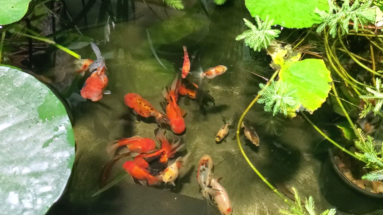 150 gallon planted goldfish pond - early spring - The Goldfish Pond