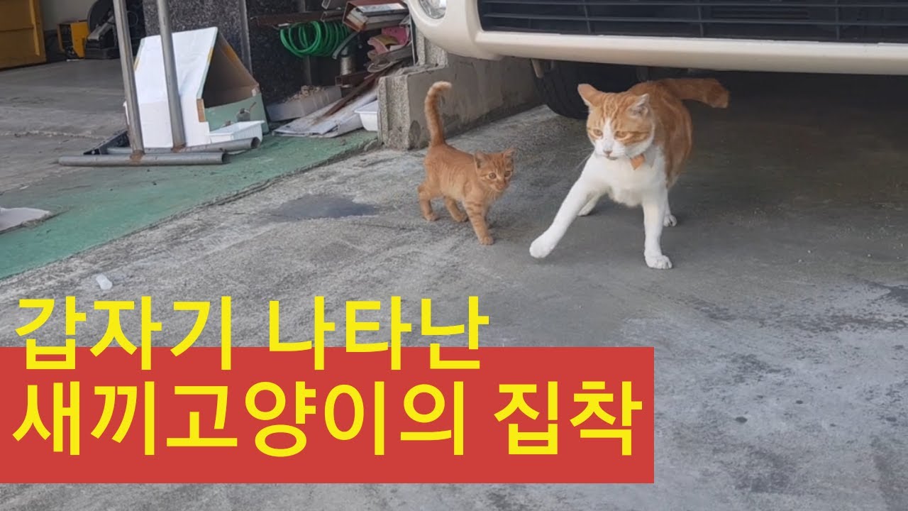 고양이 홍대리에게 집착녀가 생겼다! newbi kitten