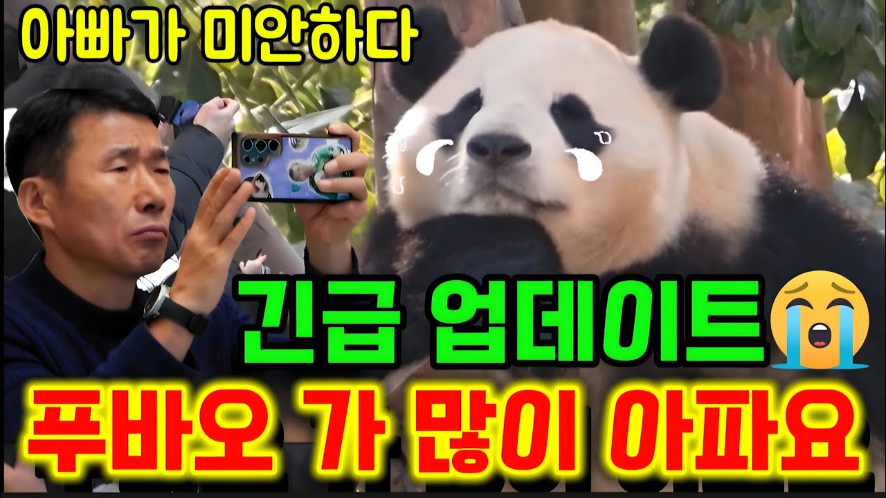 긴급 업데이트 😭푸바오 가 많이 아파요 😢 ㅠㅠ 도와주세요 🙏 