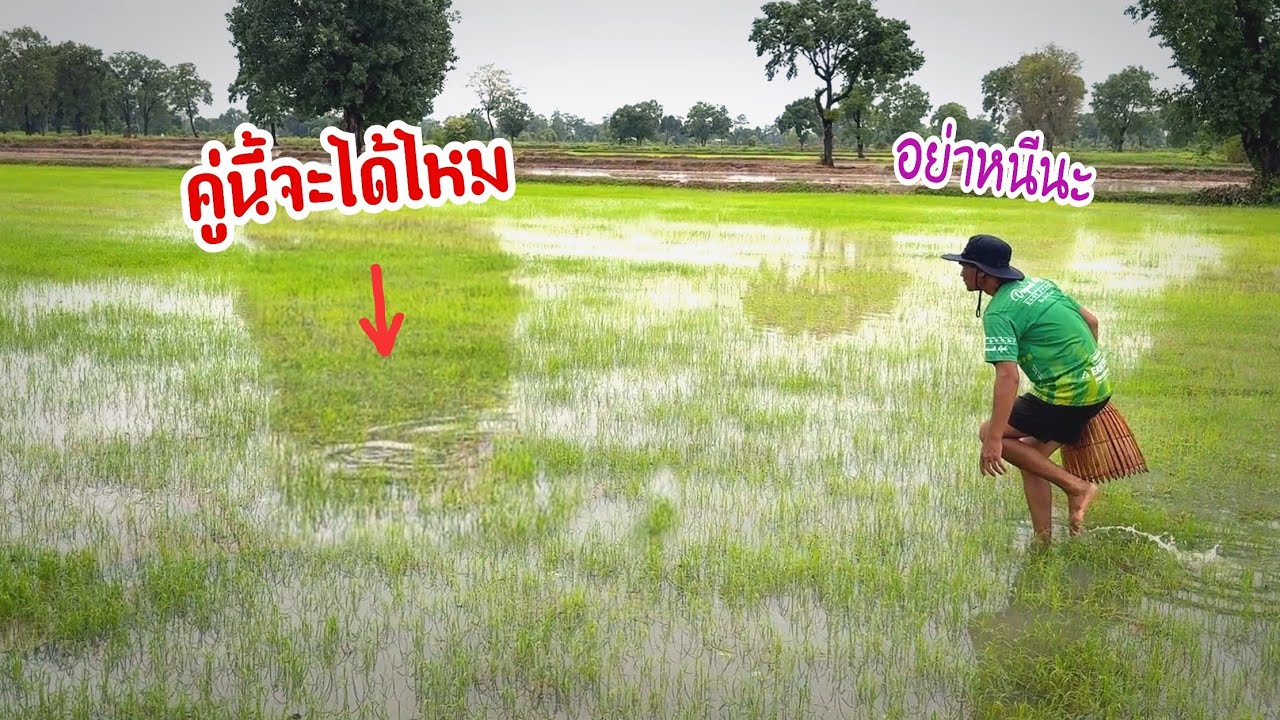 จับปลาบืนปลาเข้าคู่หลังฝนตก ลุ้นจนเหงื่อตกจะไอ้กี่คู่วันนี้ ??