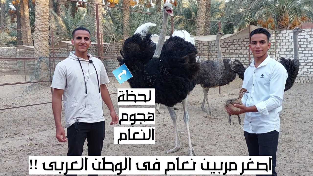 مزرعة يوسف وعلى فتحى للنعام الافريقى بالاسعااار وارقام التليفون | اسعار النعام تصل ل100الف ج 5197$!!