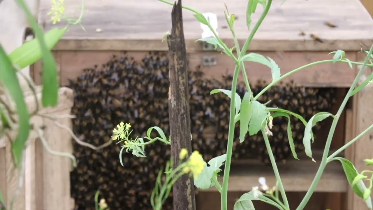 Himalayan cliff Bee Apis laboriosa in Captive