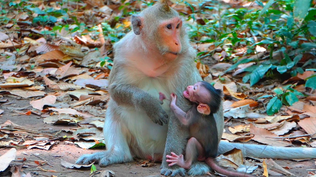 Sad Tiny Baby Monkey Pleads for Milk as Mother Gently Resists with Patience and Natural Care