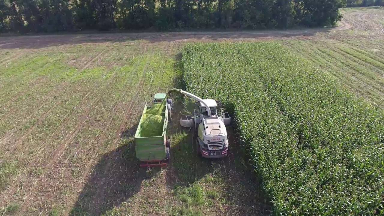 sklizeň kukuřice u Vojkovic pro bioplynku Stavos 17.8.2016