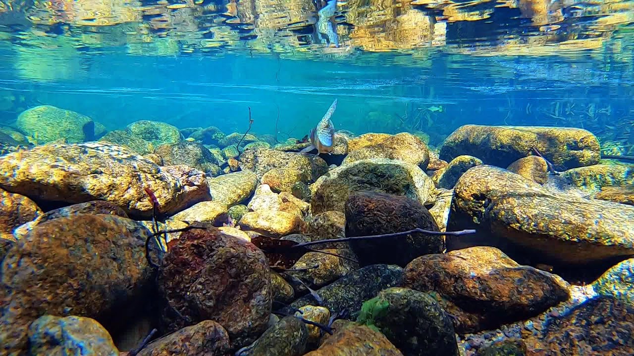 Rainbow trout fishing in crystal clear water