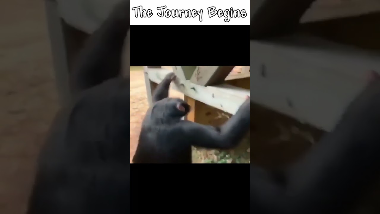 Listening to Terraria OST be like: #shorts #memes #terraria