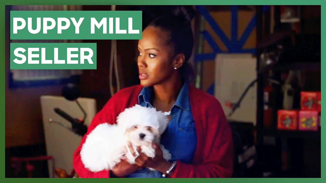 Catching A Puppy Mill Seller In The Act! | Guardians Of Rescue