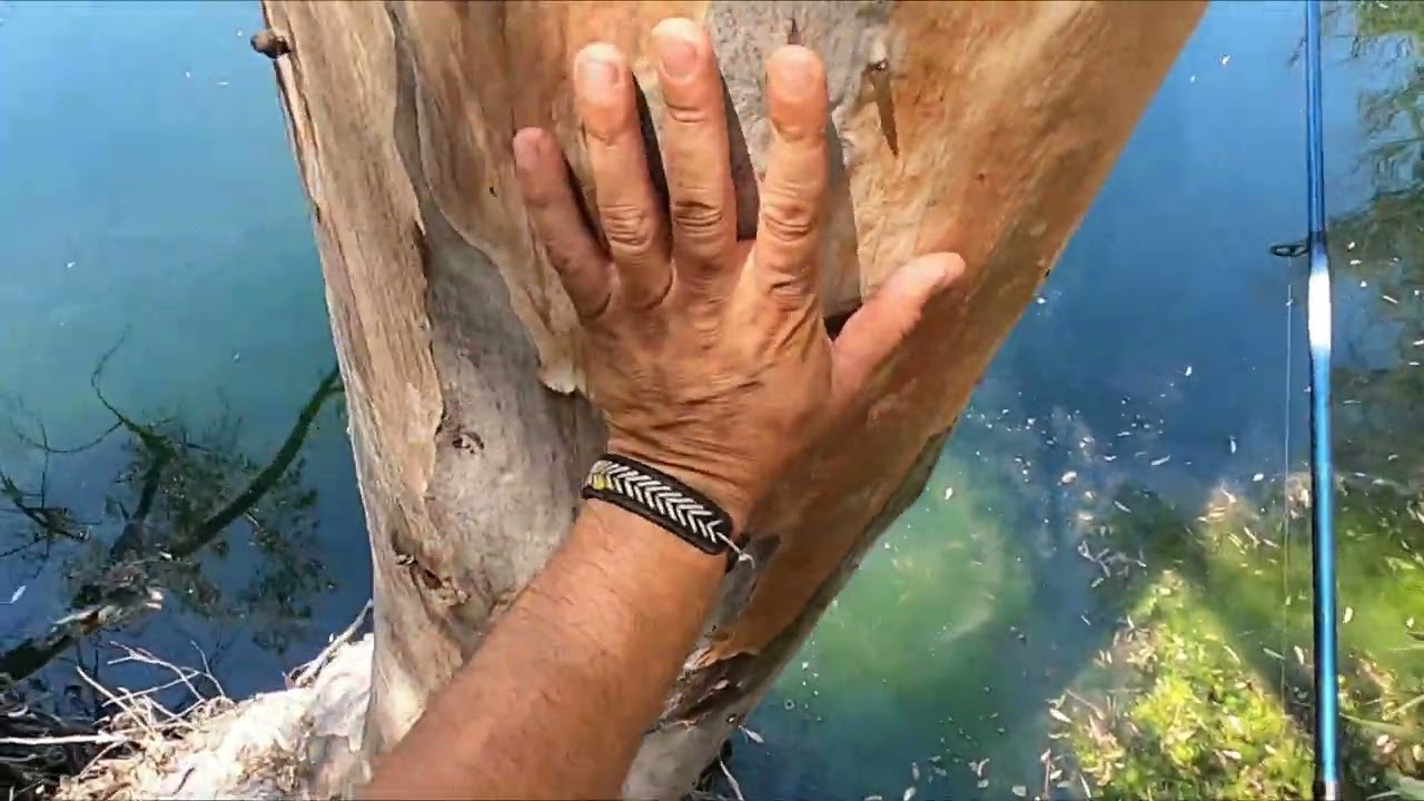 Pescando Black Bass en un pantano nuevo