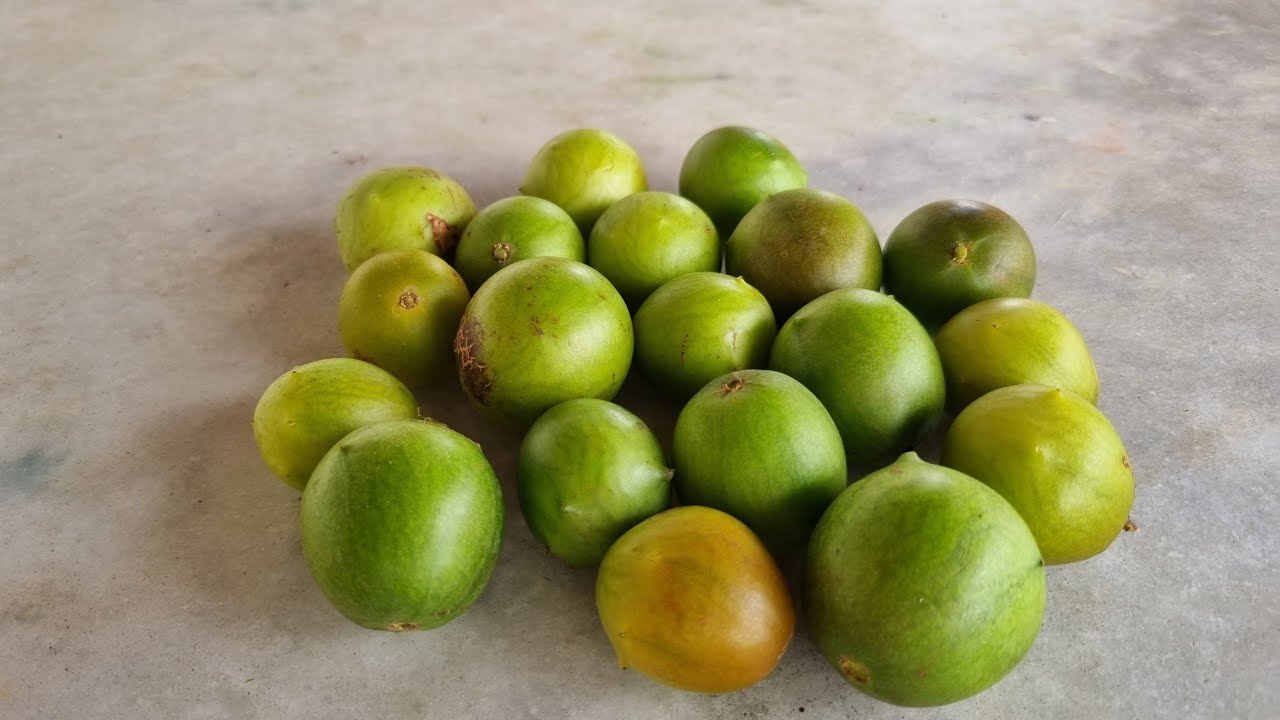 Imbu do Sertão nordestino, a vitamina natural e quase de graça!