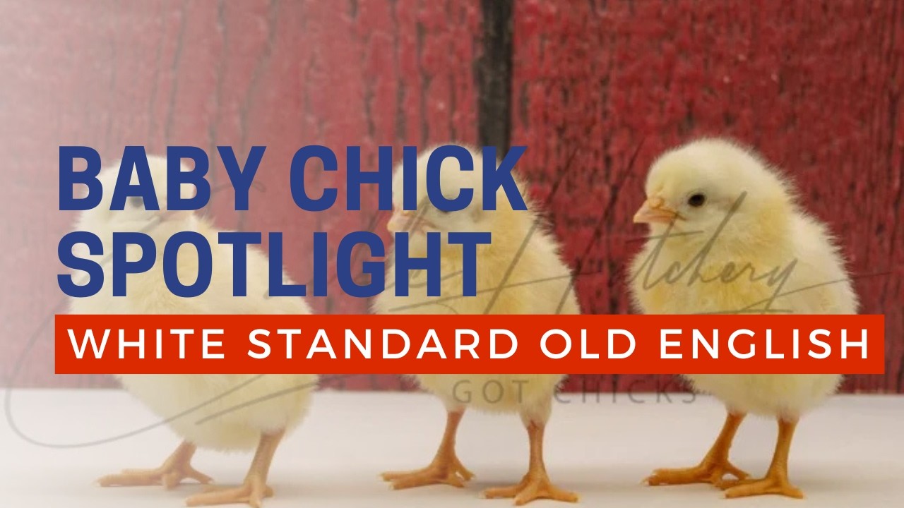 White Standard Old English Game Fowl Chicken Breed | Cackle Hatchery
