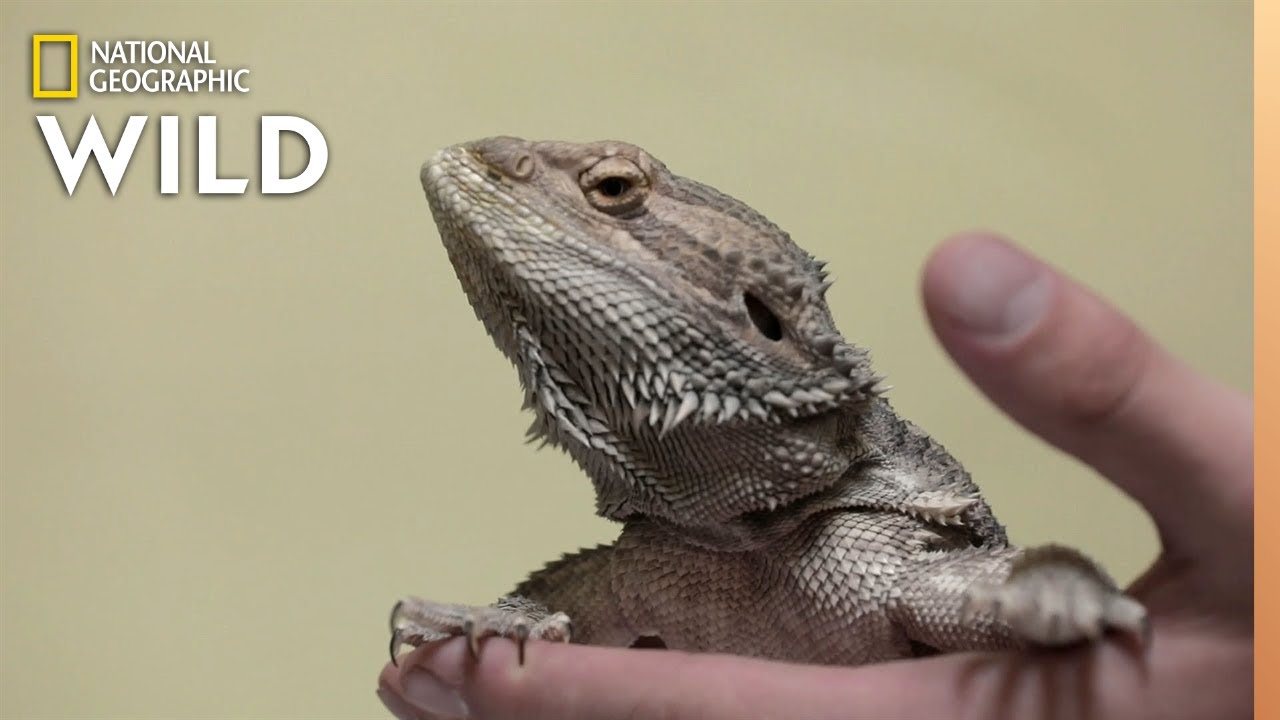 A Bearded Dragon With Bone Disease | The Wild Life of Dr. Ole