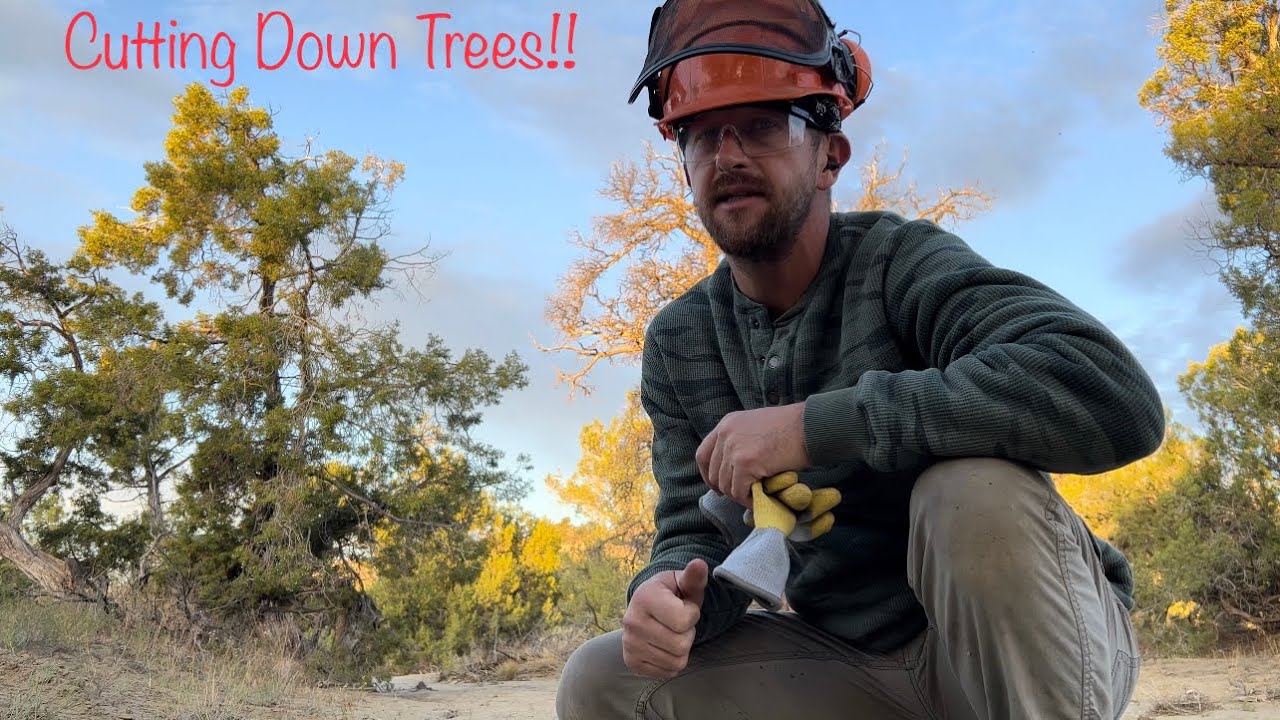 Cutting down Piñon and Cedar trees in New Mexico. | #piñon #firewood #cedar #chainsaw #woodcutting