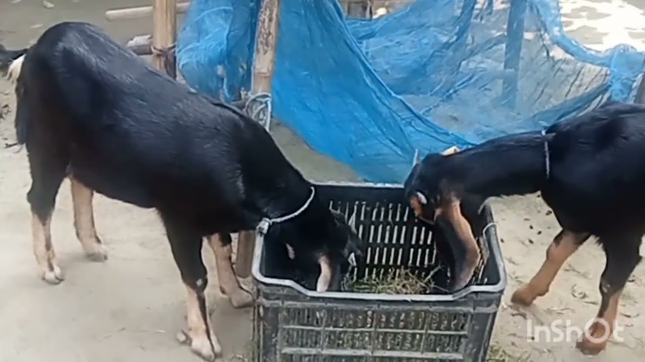 দুবলা ঘাস ছাগলে জন্য পিও খাবার