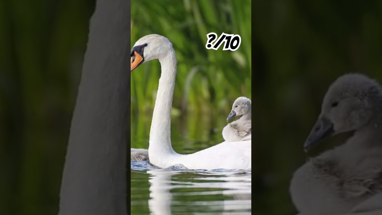 RATE IT OUT OF 10? #wildlifecinematography #animals #babypictures #viralvideo #babyanimals