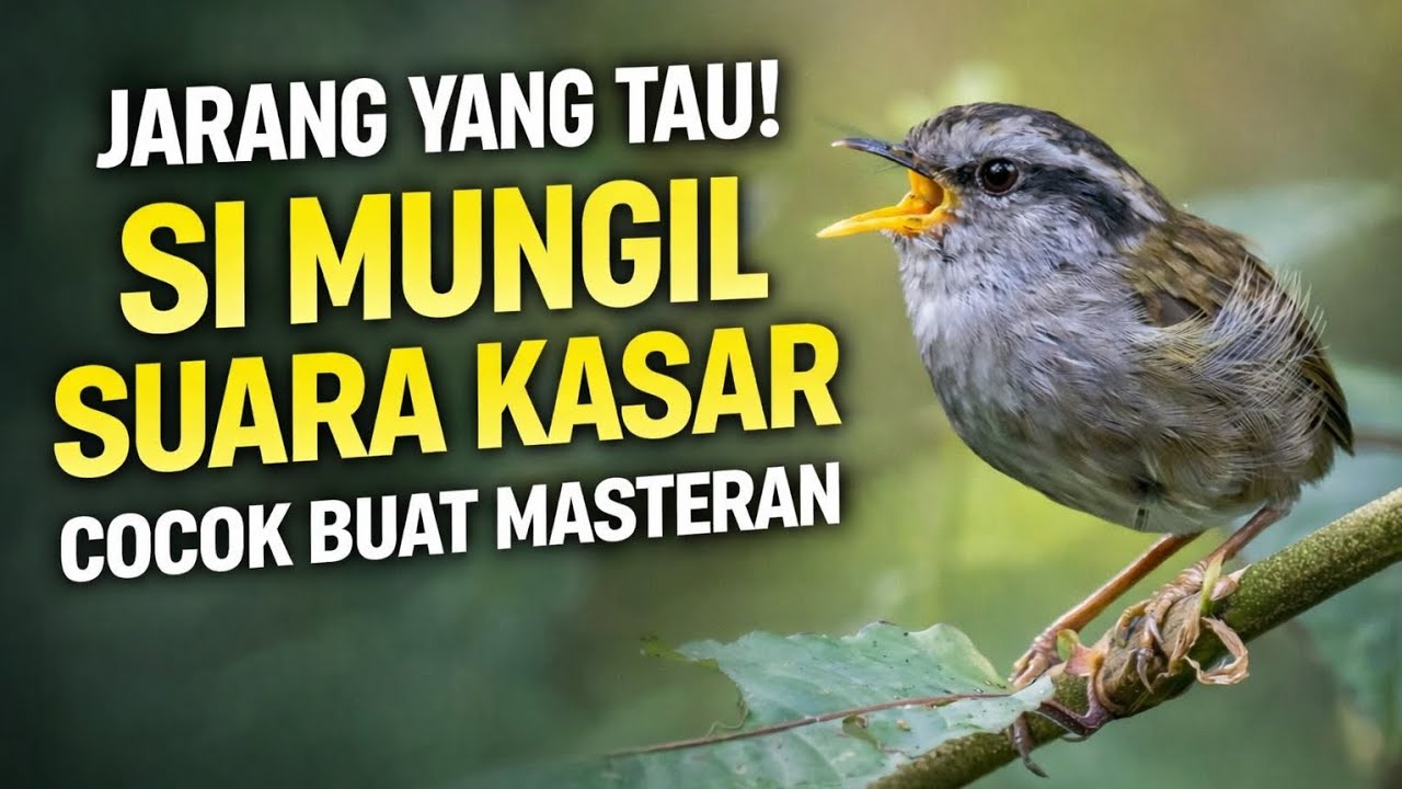 Si Mungil Suara Kasar! Ternyata Jadi Masteran Andalan | Tesia Jawa