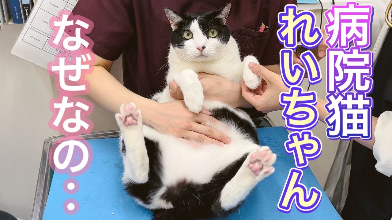 せっかく戻ってきたのに、なぜなの～…と冷静なミケちゃん【病院猫のれいちゃん】