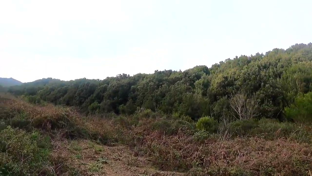 Chasse à la bécasse Springer