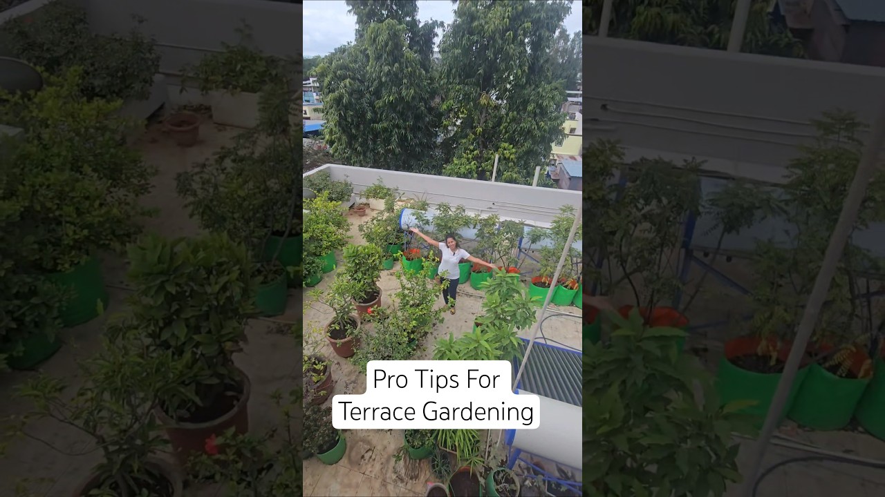 Pro Tips & Tricks For Your Terrace Garden #terracegarden #gardening #kitchengarden #tipsandtricks