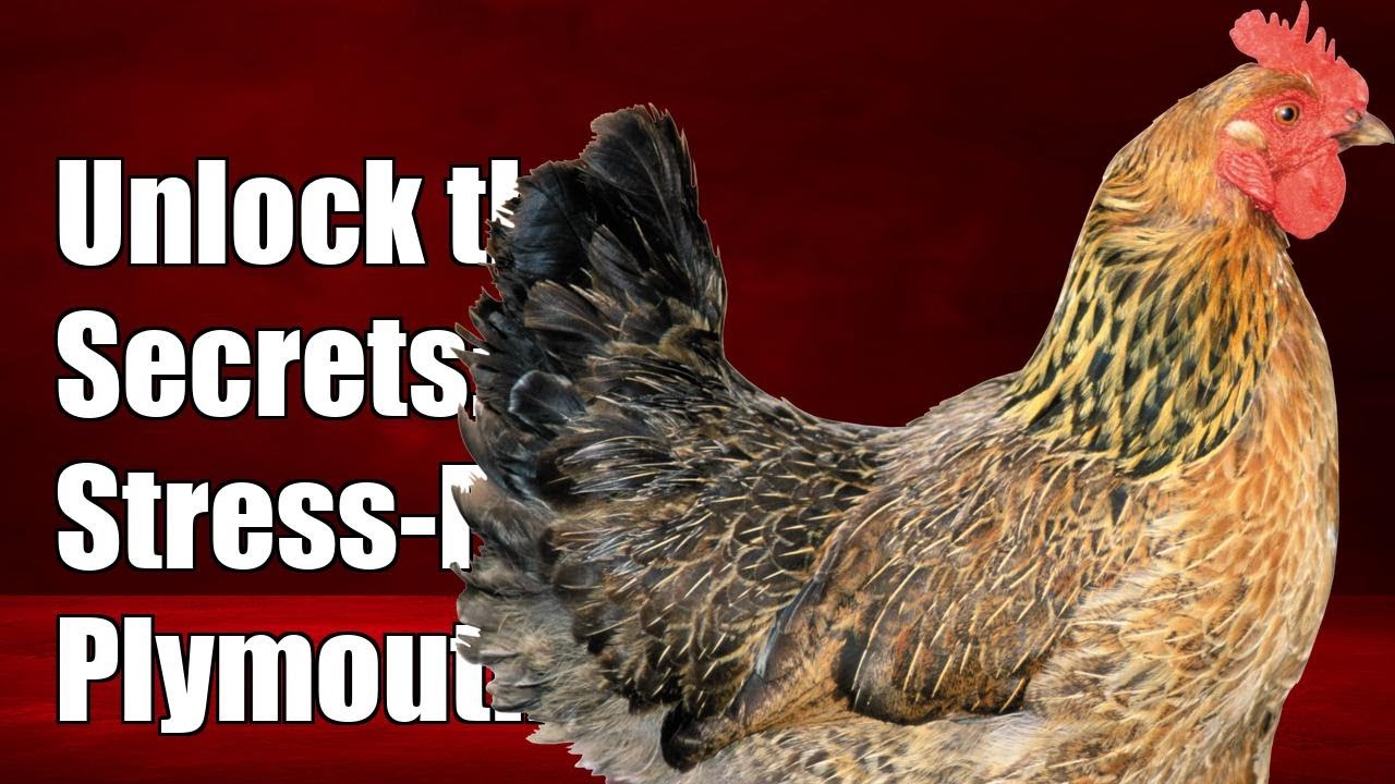 Unlock the Secrets: Stress-Free Handling Tips for Plymouth Rock Chickens!