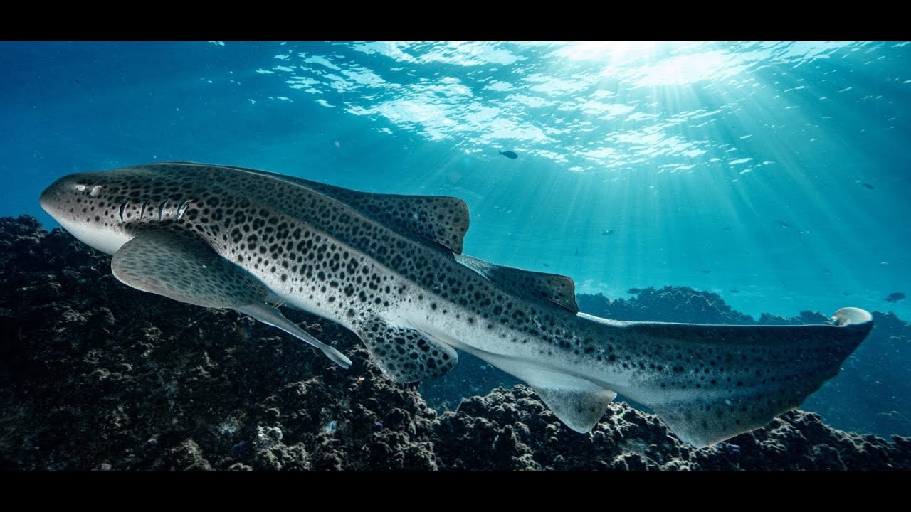 Sangalaki Island - ranked in the top 100 dive site of the world