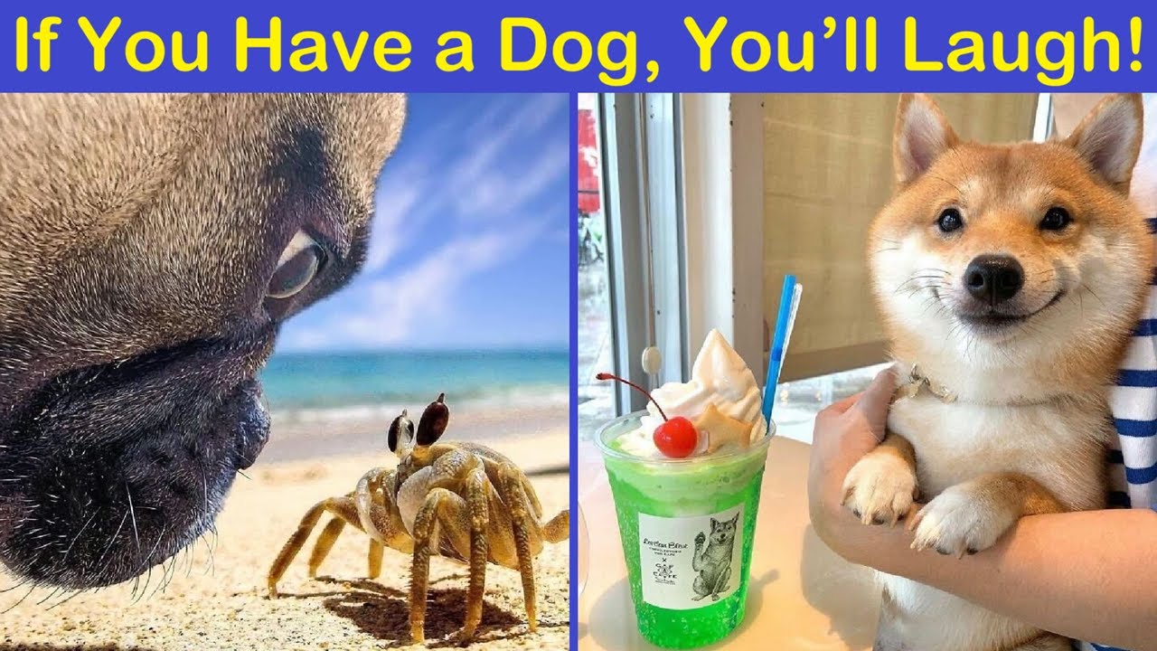 Hilarious & Heartwarming Memes Every Dog Owner Will Get! | Happy And Fun