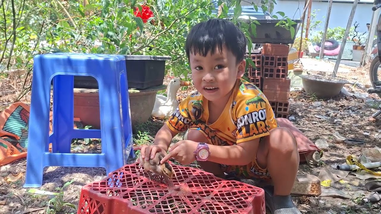 Trời Nắng Mà Chuột Cũng Đi Cho Gà Ăn Nè #meconnhachuot #chuotchogaan
