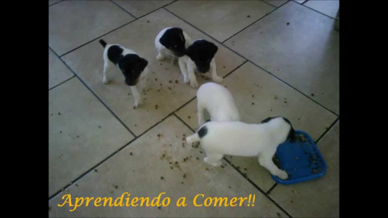 CACHORROS  TERRIER CHILENO