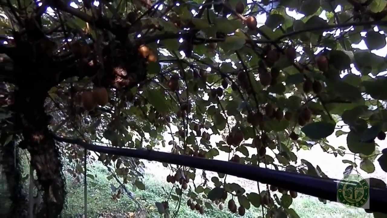 Come combattere la Batteriosi del Kiwi - Organic Forest