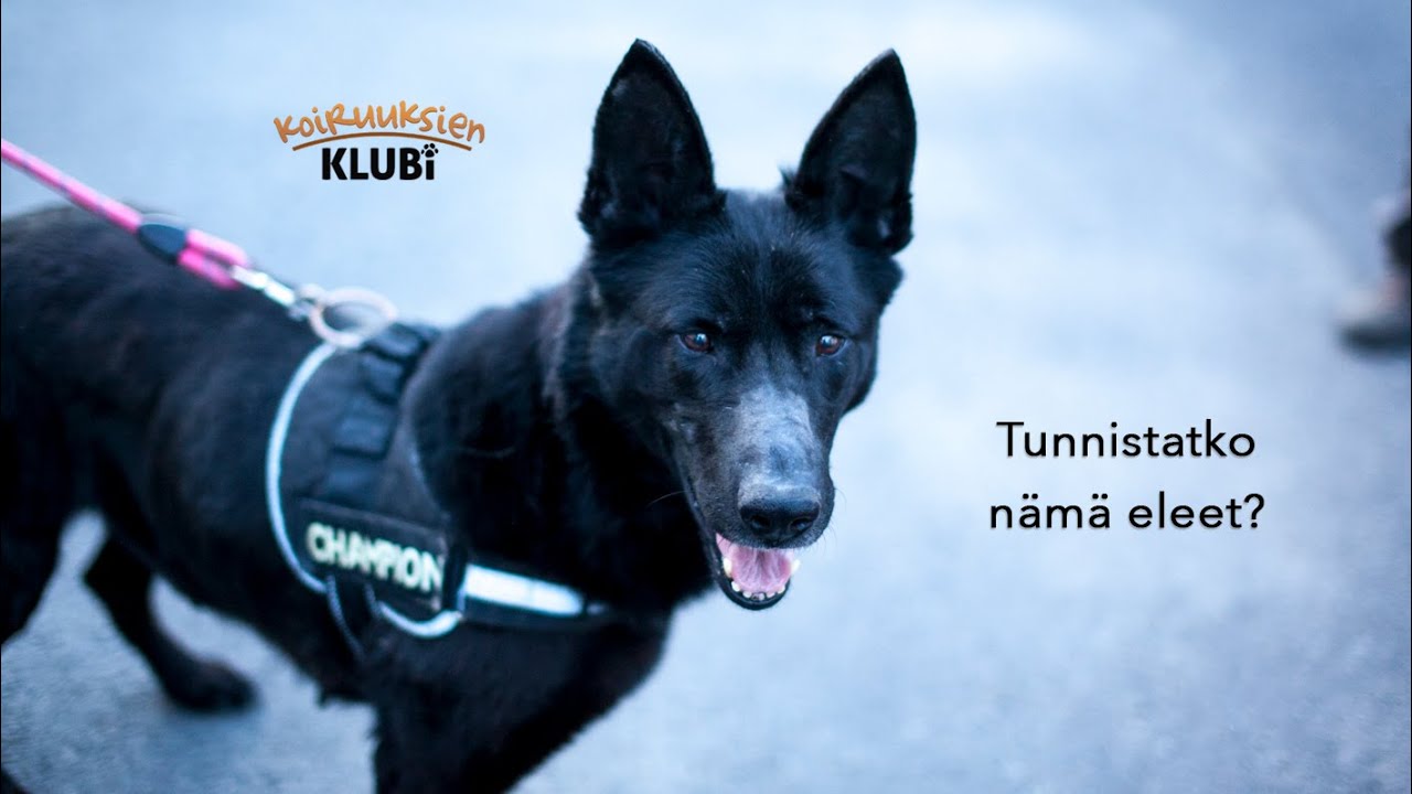 Miten tulkitset koiran käytöstä videolla?