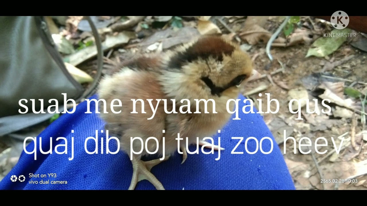 suab me nyuam qaib qus quaj dib poj tuaj zoo heev