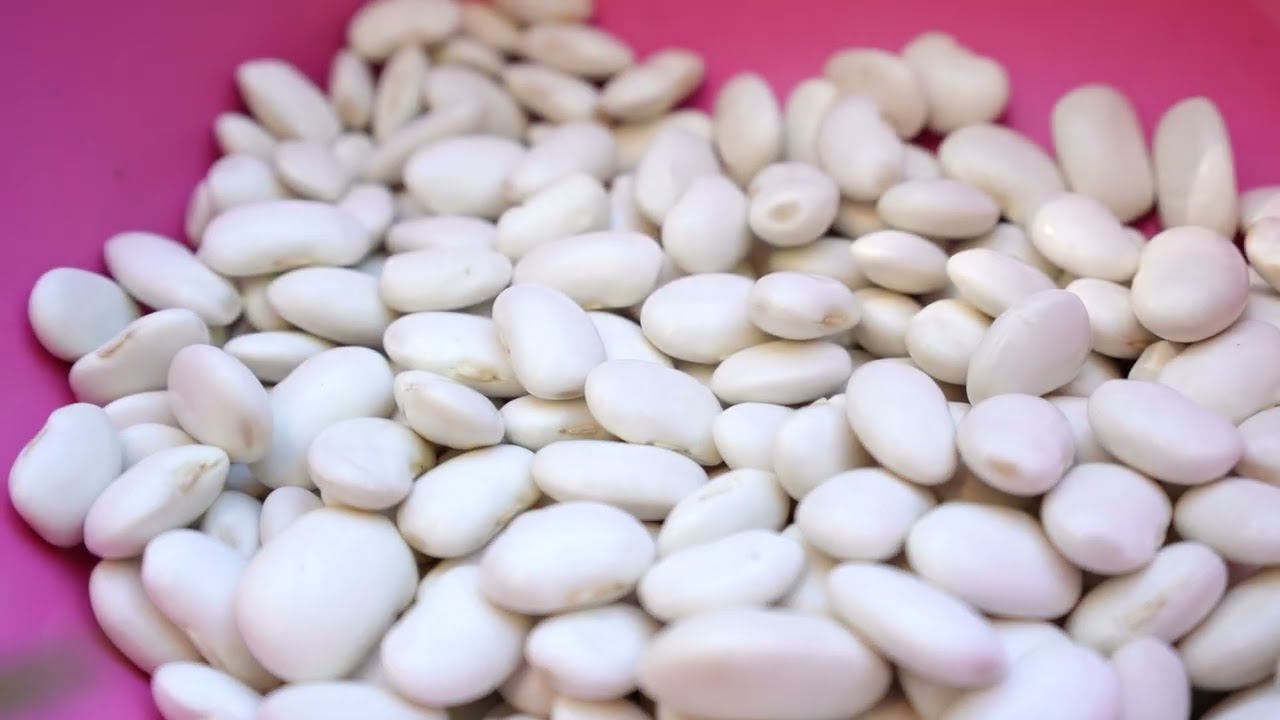 Mersin B&uuml;y&uuml;kşehir, G&uuml;lnar&rsquo;da Leklek Fasulyesi tohum desteği veriyor