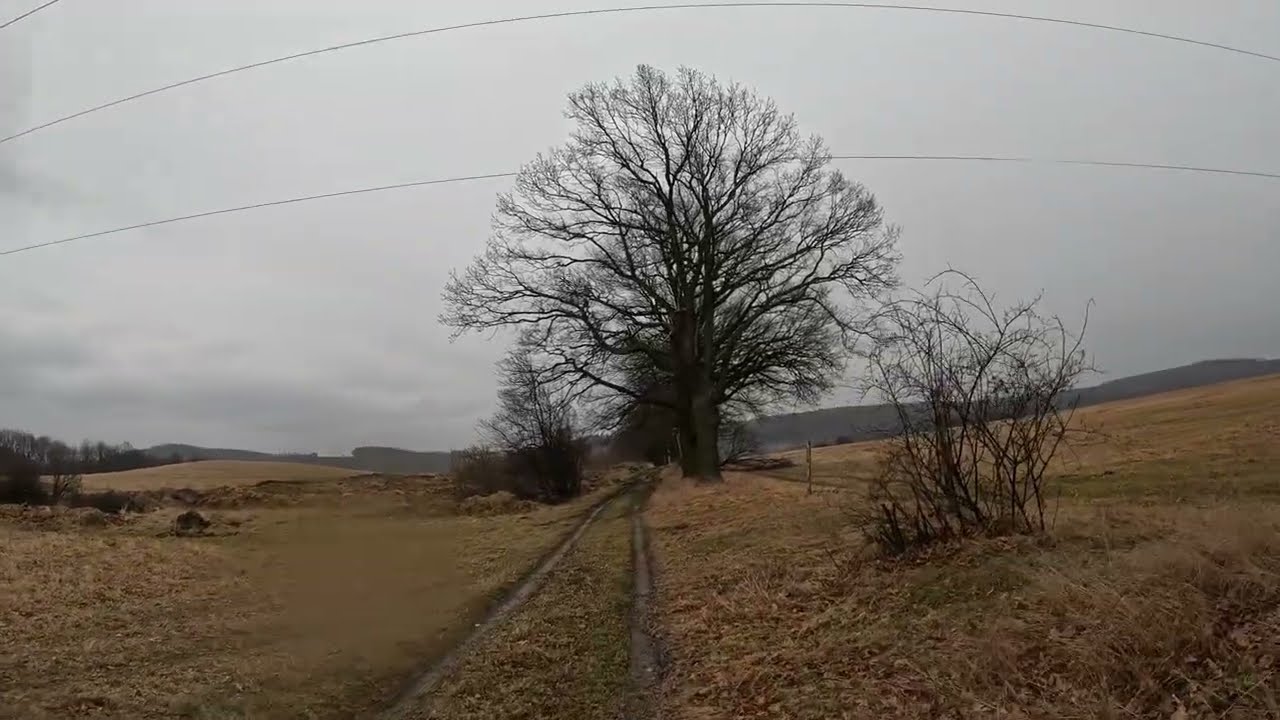 Leśne przemyślenia - Niedzielny popołudniowy spacer. Lubiechowskie deszczowe ostępy.