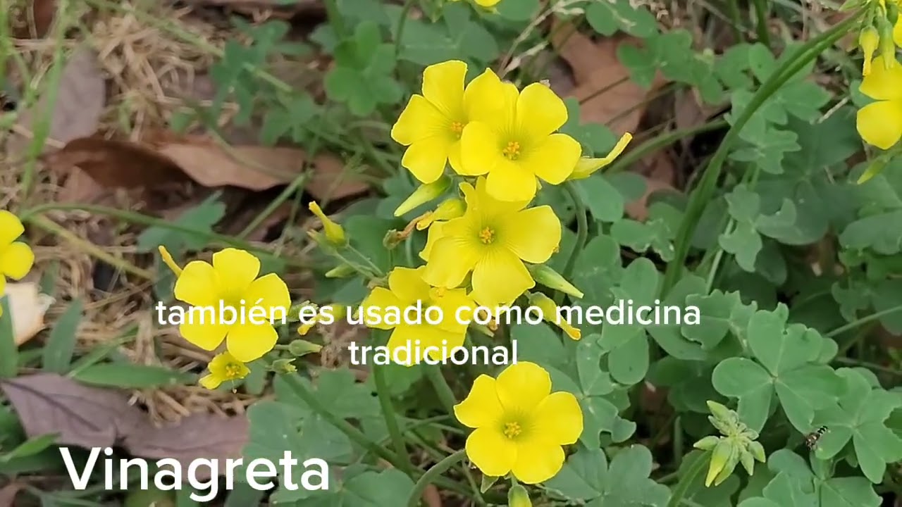 Planta Vinagreta o Oxalis una planta Fasinante. 