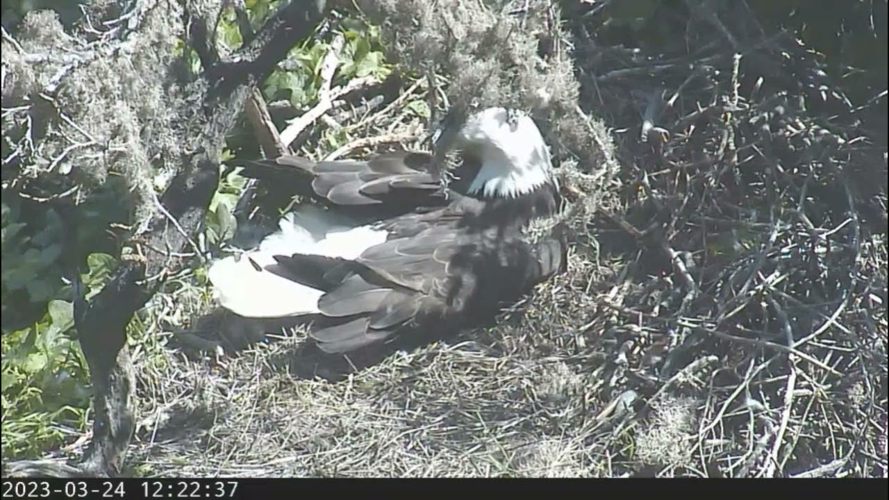Bald Canyon Eagles.- .AWWW...HUMMINGBIRD.. VISITS ..MOM...😍😊💗. In Slow Motion...3/24/23