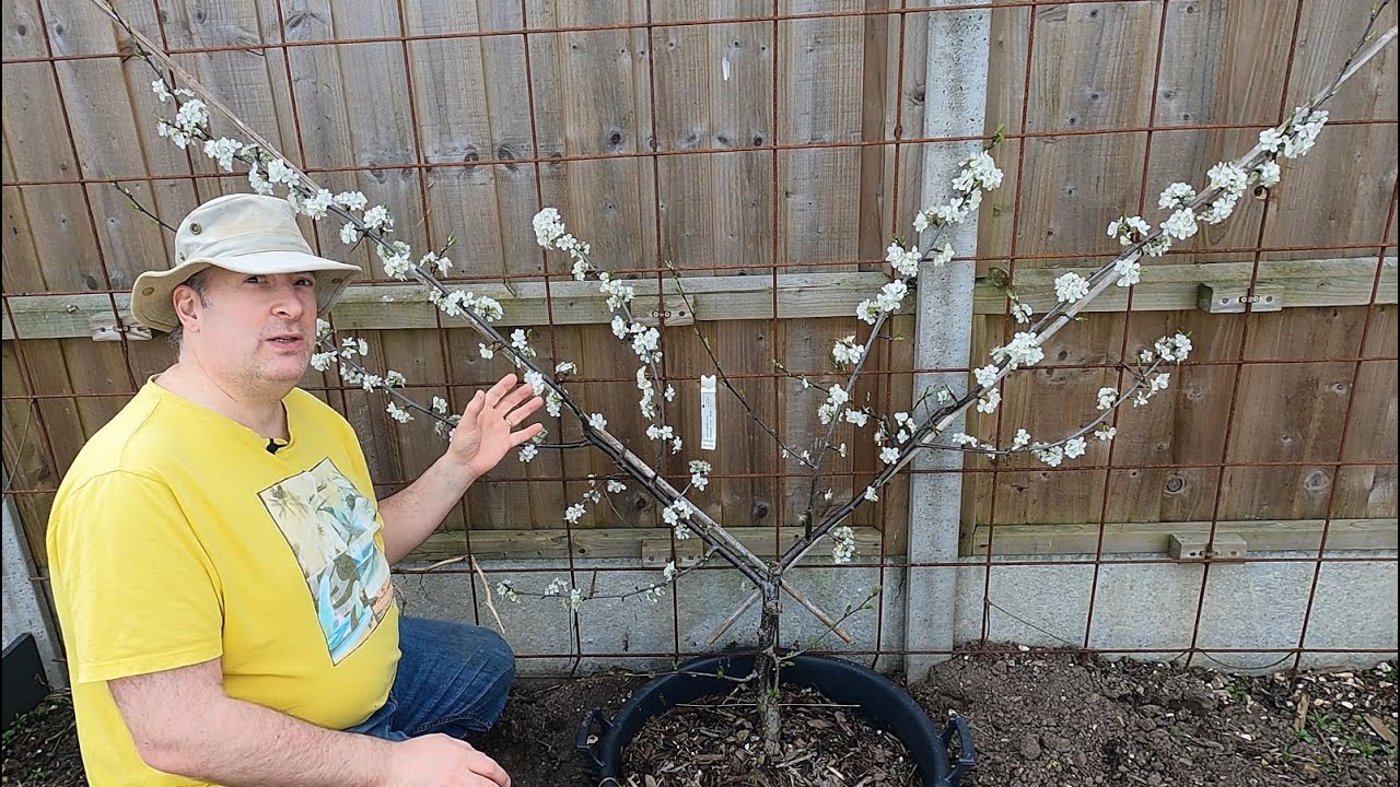 Pruning and training tips - plum fans, UFO cherries, and figs