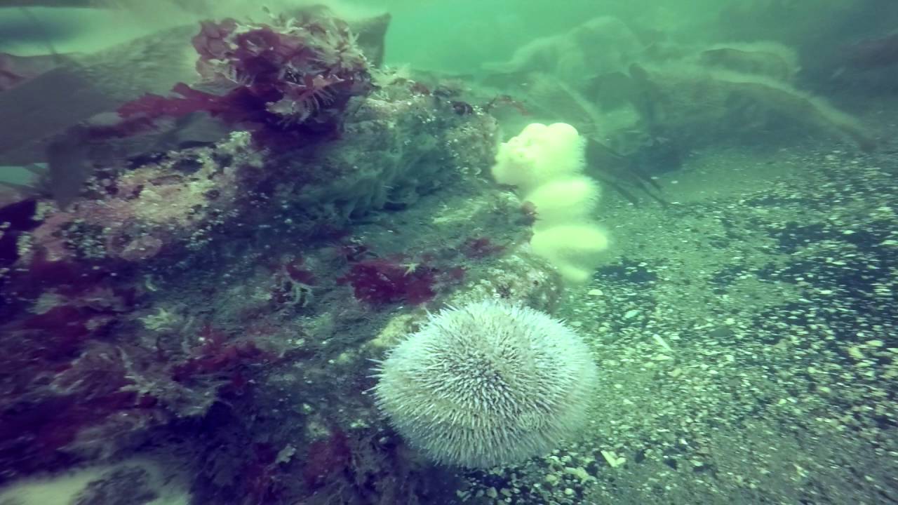 Dry Suit Diving BurntIsland, Dive Bunker