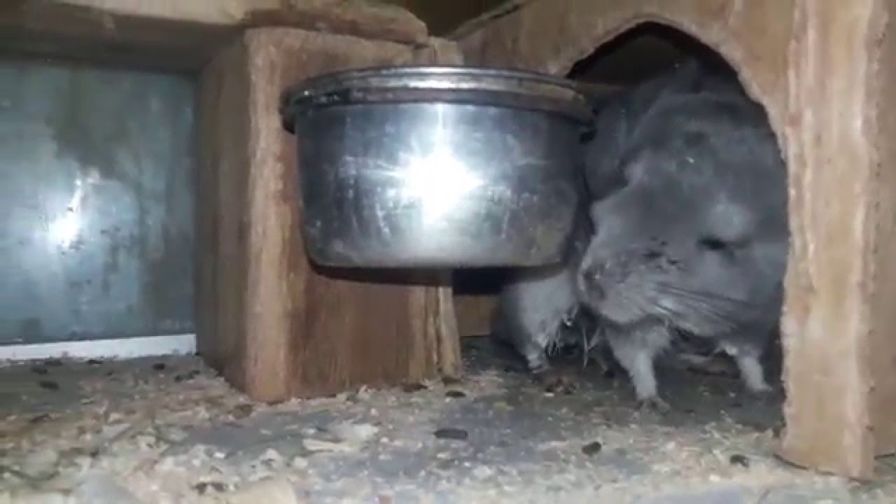Роды у Шиншиллы!!! Как рожает Шиншилла! -Birth in Chinchilla!!! As Chinchilla is in labor!