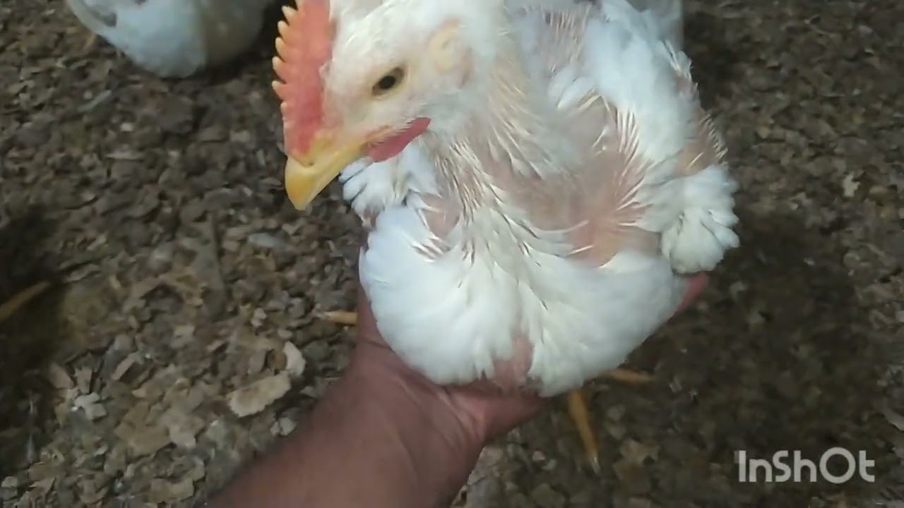 Como manejamos 🐔 pollos en la sierra. ..Hablando de todo el tema.