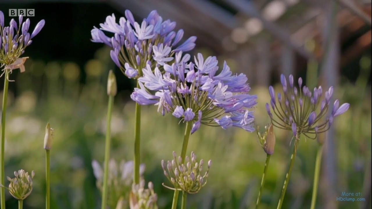 Kertész kertje szerelemvirág S51 E16 részlet