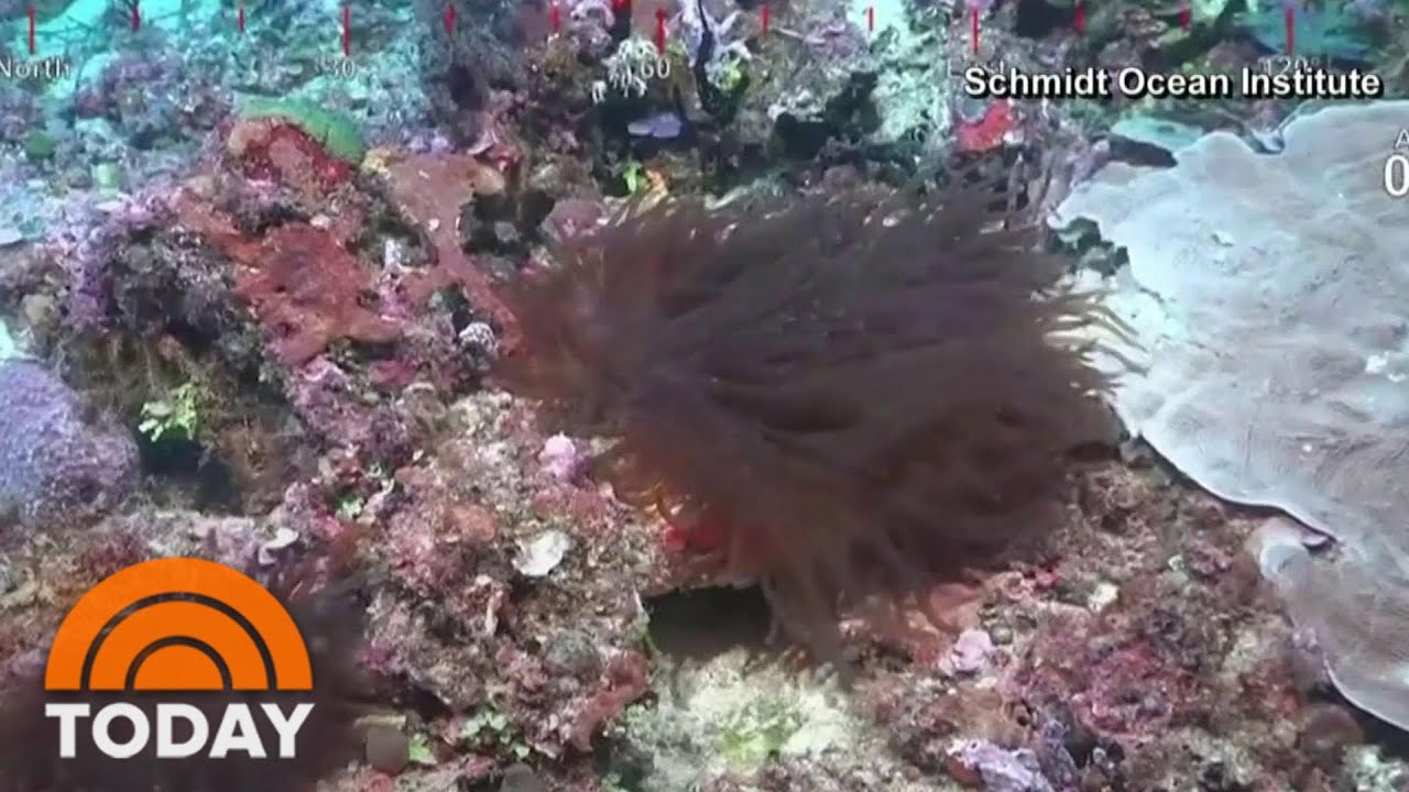 Coral Reef Taller Than Empire State Building Discovered Off Australian Coast | TODAY
