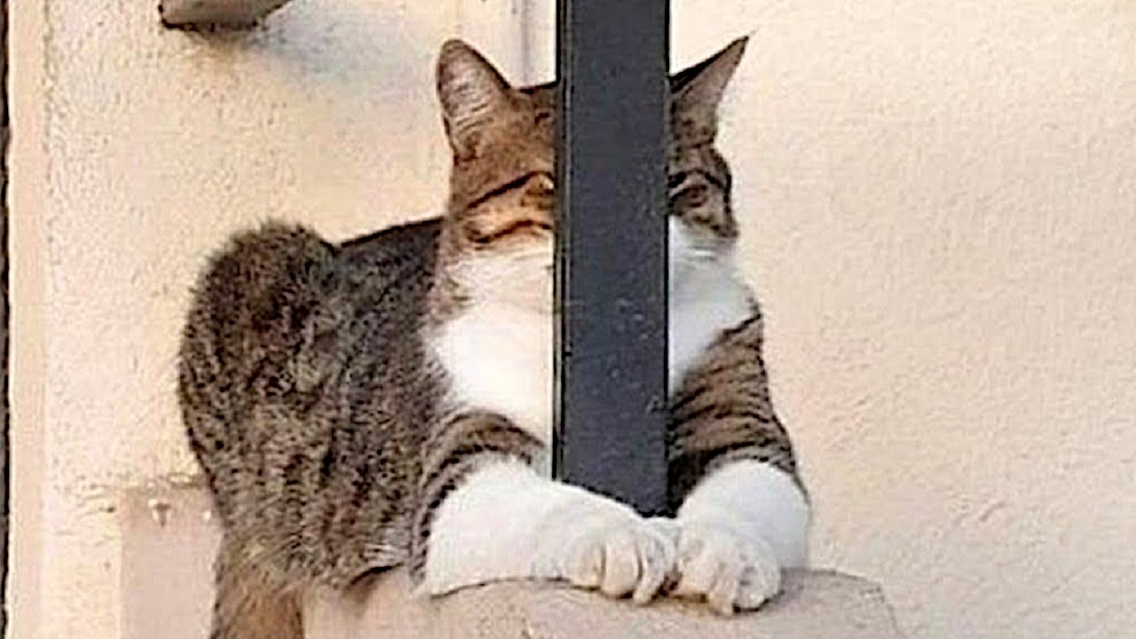 Кошки используют 100% мозга
