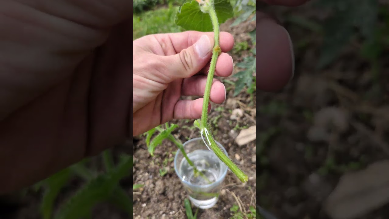 diesen Gurken-Trick sollte jeder nutzen! #gartentipps #gardening