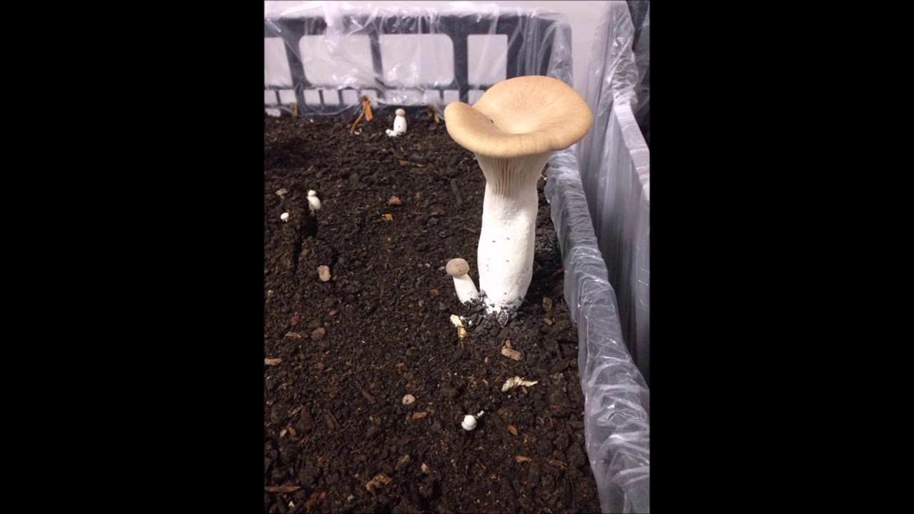 Come cresce un fungo Cardoncello in 5 giorni